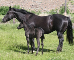 http://www.allaboutcutting.com/images/glo-images/Covey,%20Jalinda-Tomcat%20Chex/blk-mare-and-colt-for-web.jpg